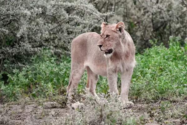 Aslan etkin ulusal park, Namibya