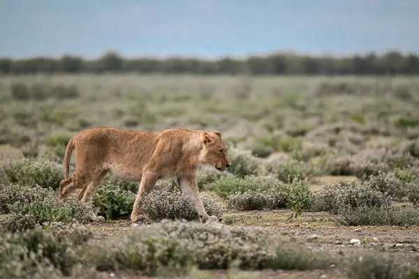 Namibya 'daki Etoşa Milli Parkı' nda genç bir aslan.