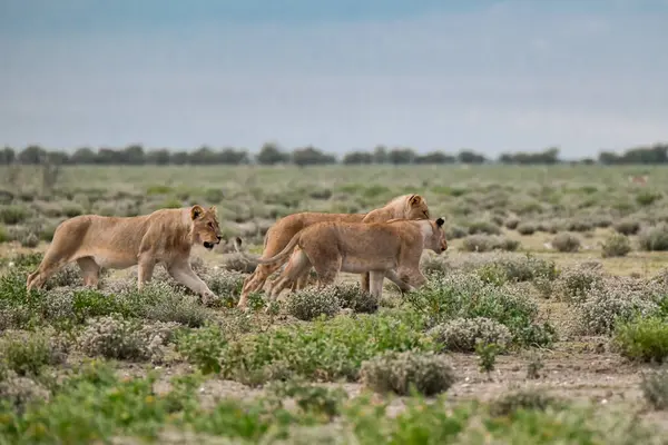 Aslan etkin ulusal park, Namibya