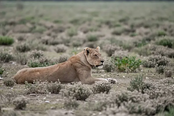Afrika bozkırında dişi aslan.