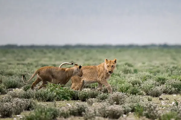 Afrika, Namibya savanındaki aslan ailesi.