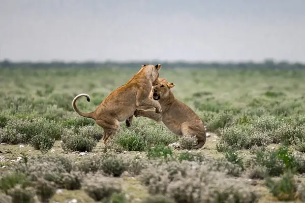 Kenya bozkırında oynayan aslan yavrusu.