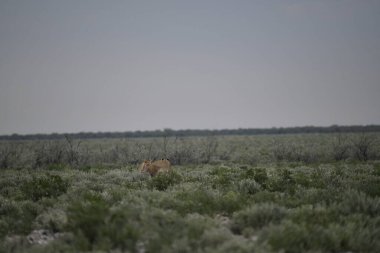 Kenya savanındaki aslan