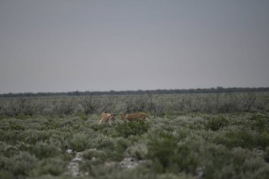 Tarladaki güzel bir geyik manzarası.