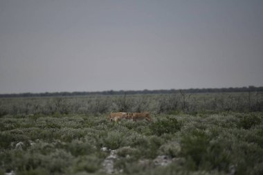 Güzel vahşi hayvanlar, doğa geçmişi