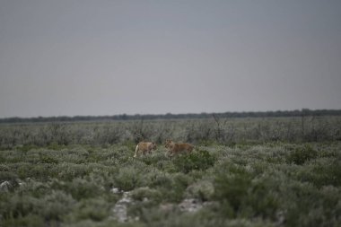 Bozkırda vahşi atlar Baharda bozkırda