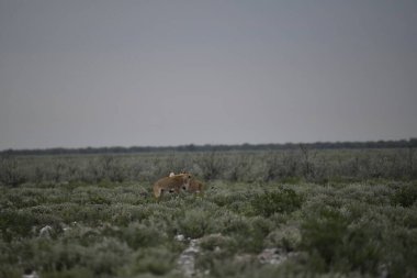 Savanada vahşi bir hayvan sürüsü