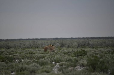 Kızıl tilki vahşi doğada