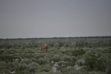 Vahşi doğada vahşi bir geyik