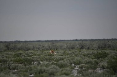 Arjantin 'de kuru bir tarlanın ortasında genç bir tilkinin güzel bir fotoğrafı.