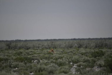 Yazın çayırda, çayırın ortasında vahşi bir tilki.