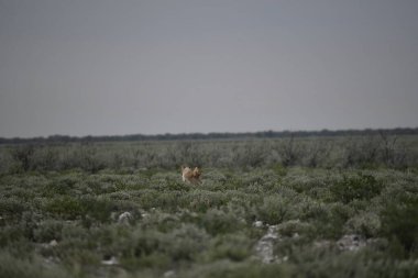Namibya bozkırında vahşi bir aslan