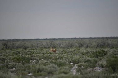 Tarlada güzel bir geyik resmi.