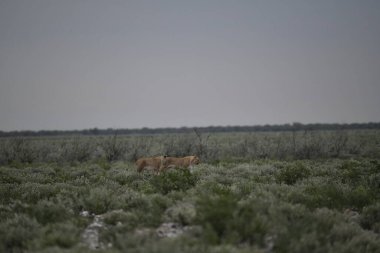Tarladaki vahşi beyaz koyunlar