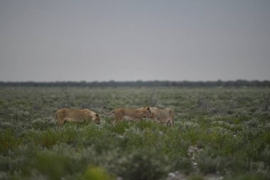 Aslan etkin Milli Parkı'nda