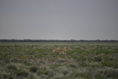 Tarlada güzel bir geyik resmi.
