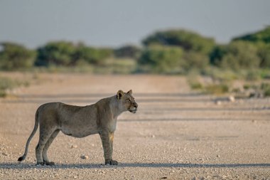 Afrika vahşi aslanı Kruger Ulusal Parkı, Güney Afrika