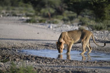 Afrika vahşi zebrası Afrika 'nın güneyindeki Kruger parkında kuru kumda yürüyor.
