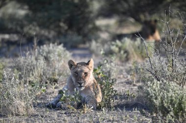 Vahşi aslan yavrusu doğadaki çimlerde.