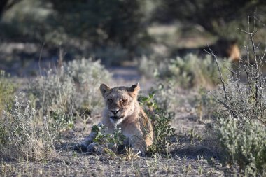 Etoşa Ulusal Parkı, Namibya 'da aslan
