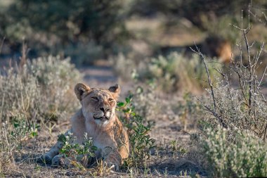 Aslan (panthera leo), panthera leo, kalahari çölü, Afrika