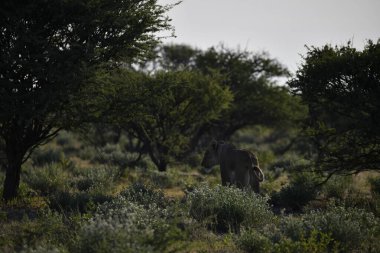 Afrika, Kenya savanındaki aslan.