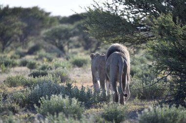 Genç bir dişi fil kuru çimlerin üzerinde yürüyor.