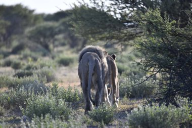 Aslan savanada yürüyor