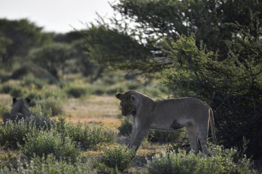 Kenya savanındaki aslanlar