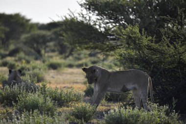 Afrika 'nın bozkırındaki aslan