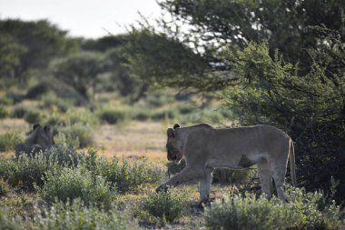 Kenya bozkırında vahşi aslanlar
