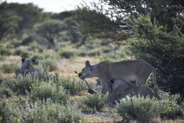 Savanadaki vahşi aslanlar