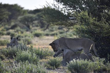 Savanada bir çift fil