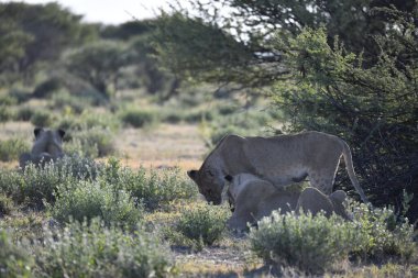 Afrika 'da Namibya aslanı