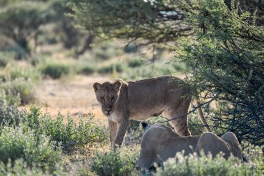 Güney Afrika 'daki Kruger Ulusal Parkı' ndaki kuru ağaçta yürüyen aslan yavrusu..