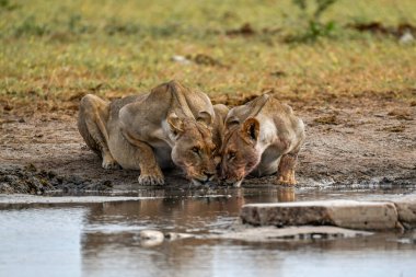 Genç bir aslan ve genç bir aslan Etoşa Ulusal Parkı, Namibya 'daki su birikintisinde su içiyorlar..