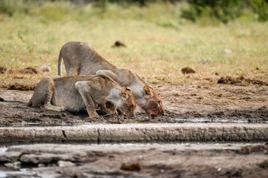 Kumda bir çift aslan.