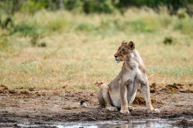 Afrika savanındaki aslan yavrusu