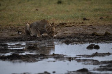 Sudaki genç bir aslan.
