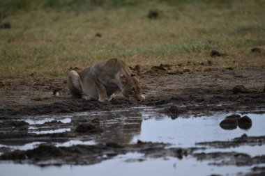 Aslan yavrusu çamurda yürüyor.