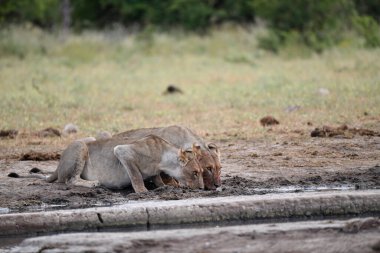Kenya, Ulusal Park 'ta aslan