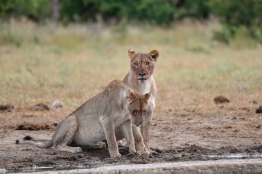 Aslanıyla birlikte savanda dişi aslan.