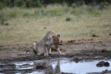 Kuru bir çimenlikteki su birikintisinde aslan