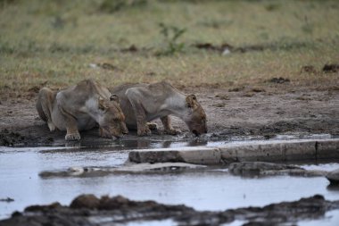 Kenya savanındaki Afrika aslanları