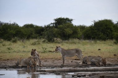 Suda bir zebra sürüsü