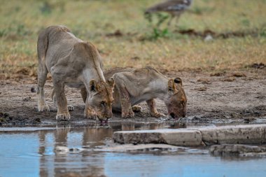 Su birikintisinde bir grup aslan.