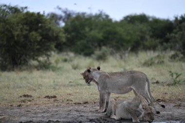 Namibya 'da vahşi aslan
