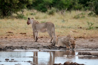 Güney Afrika 'daki Kruger Ulusal Parkı' nda suyu olan Afrika aslanı..