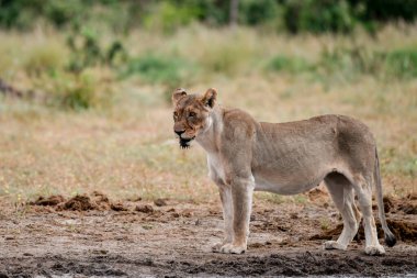Dişi aslan bozkırda yürüyor.