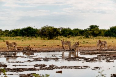 Etoşa 'nın su birikintisinde bir grup Afrika fili.